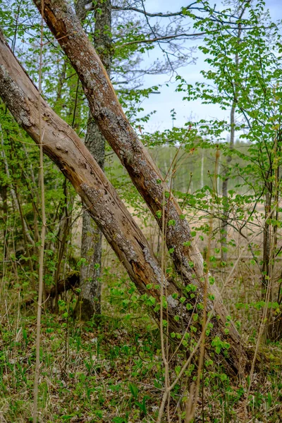 Troncos Árboles Secos Viejos Pisadas Bosque Verde Primavera Con Hojas — Foto de Stock