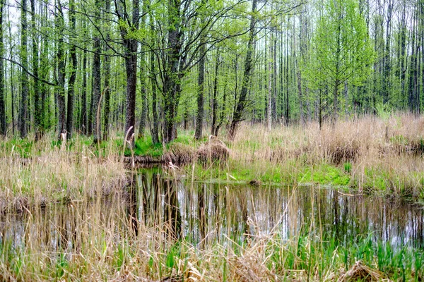 Malá Lesní Řeka Klidnou Vodou Odrazům Stromů Zelené Letní Barvy — Stock fotografie