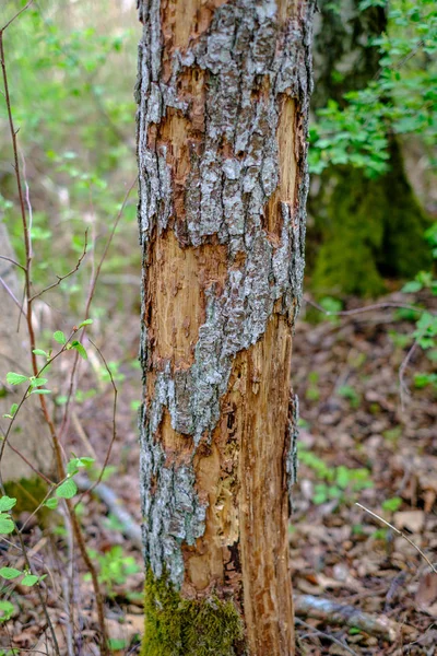 Παλιά Ξηρά Κορμούς Δέντρων Και Στόματα Πράσινο Ανοιξιάτικο Δάσος Ξηρά — Φωτογραφία Αρχείου