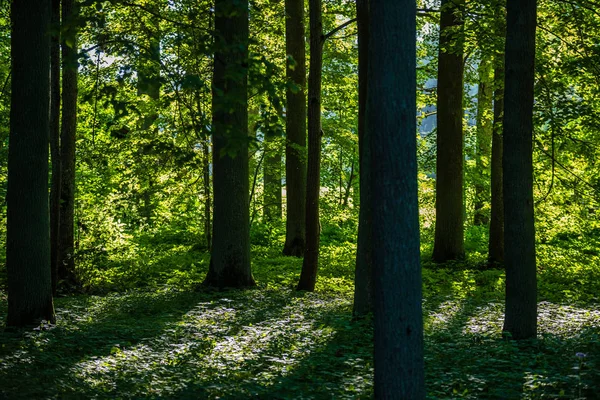 Baumstammwand Kiefernwald Mit Grün Bemoostem Waldbett Sommer — Stockfoto