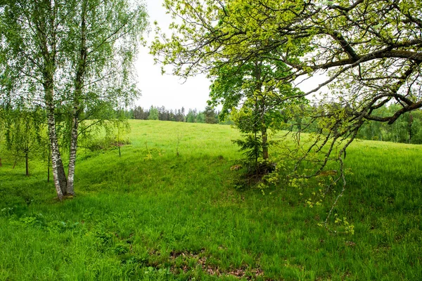 Jasna Zielona Łąka Słoneczny Dzień Wsi Kwiatami Błękitne Niebo — Zdjęcie stockowe