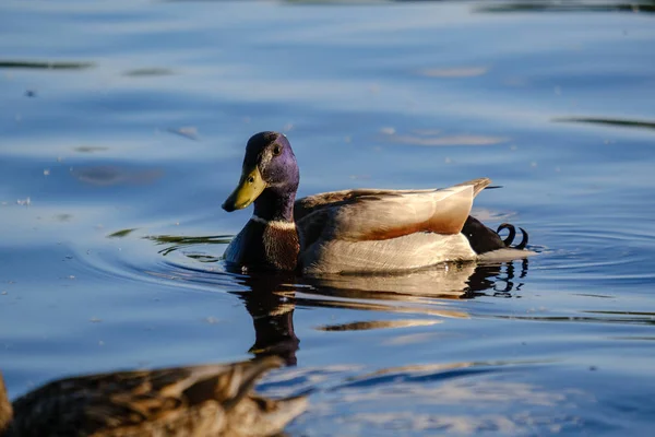 Gräsand Ankor Simma Floden Träden Solnedgången Sommar Varmt Vattenfärger — Stockfoto