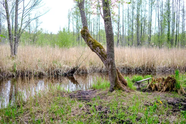 Liten Skogflod Med Lugnt Vatten Och Reflektioner Från Träd Den — Stockfoto