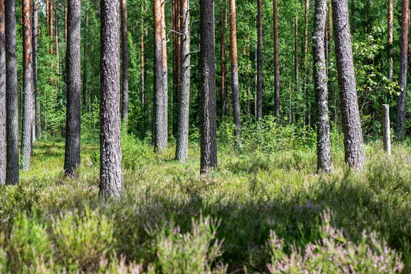 Boomstam Muur Pine Tree Forest Met Groene Mos Bedekt Bos — Stockfoto