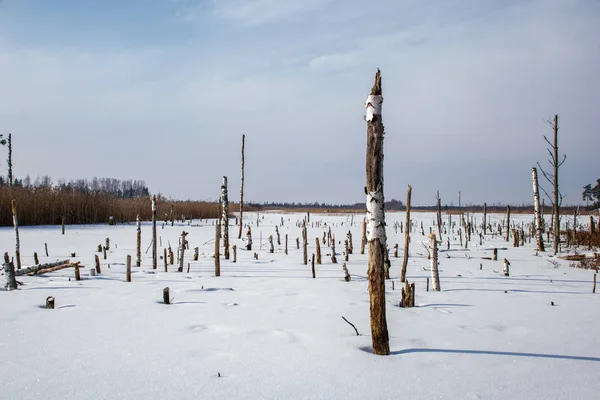 冬季霜冻时 田野和森林被雪覆盖 空荡荡的乡村景观 — 图库照片