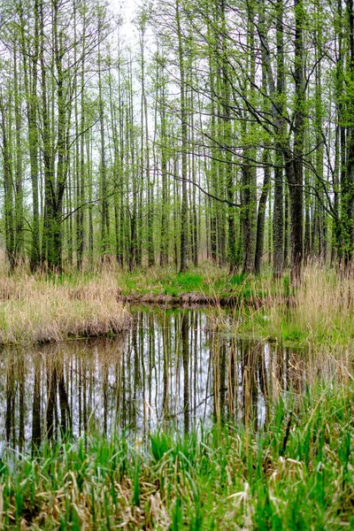 Pequeño Río Bosque Con Aguas Tranquilas Reflejos Árboles Verde Verano —  Fotos de Stock