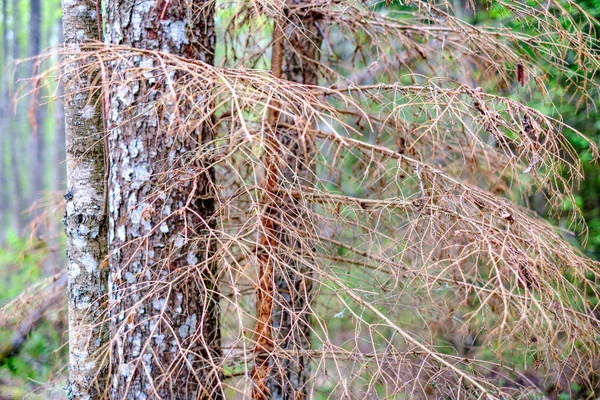 old dry tree trunks and stomps in green spring forest with dry leaves and bushes