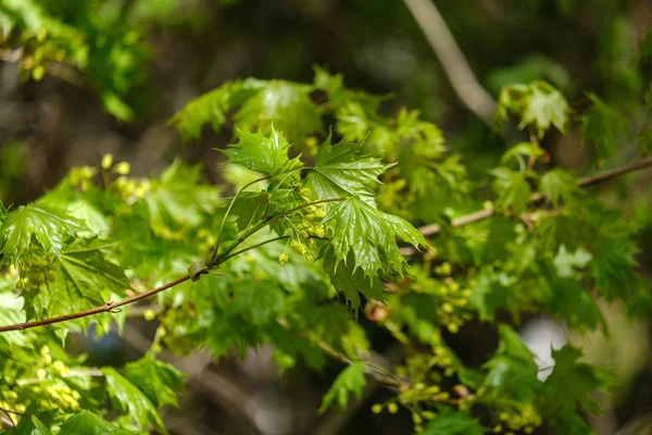 Jong Vers Groen Appelboomblad Blauwe Lucht Achtergrond Lente Kleur Textuur — Stockfoto