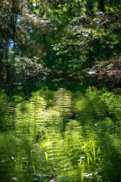 Prado Verde Brilhante Dia Ensolarado Campo Com Flores Céu Azul — Fotografia de Stock