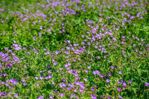 Leuchtend Grüne Wiese Sonnigen Tagen Grünen Mit Blumen Und Blauem — Stockfoto