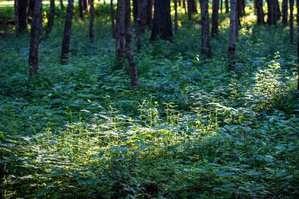 Árvore Parede Tronco Floresta Pinheiros Com Musgo Verde Coberto Floresta — Fotografia de Stock