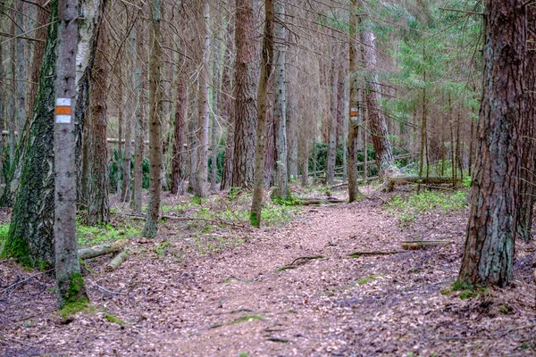 Stoffige Grindweg Landelijke Zomertijd Met Groen Blad Aan Zijkanten — Stockfoto