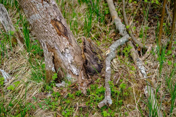 Troncos Velhos Árvore Seca Pisos Floresta Verde Mola Com Folhas — Fotografia de Stock