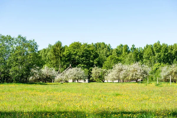 Prado Verde Brillante Día Soleado Campo Con Flores Cielo Azul — Foto de Stock