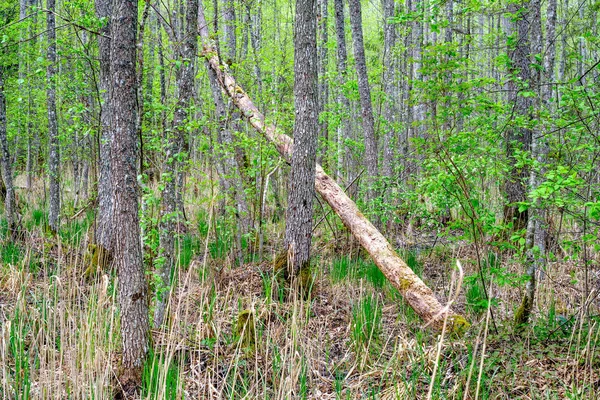 Stare Suche Pnie Drzew Kostek Zielonym Lesie Wiosennym Suchych Liści — Zdjęcie stockowe