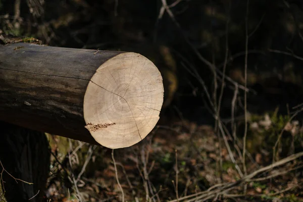 Troncos Árboles Secos Viejos Pisadas Bosque Verde Primavera Con Hojas — Foto de Stock