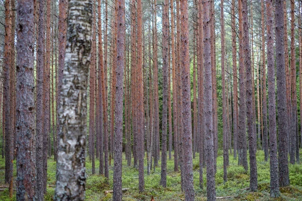 Texture Dense Bosquet Tronc Arbre Dans Forêt Printemps — Photo