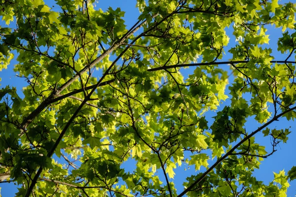 Folha Árvore Mapple Verde Fresco Novo Fundo Azul Céu Textura — Fotografia de Stock