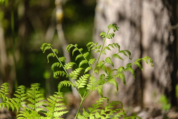 Verse Jonge Boom Bladeren Lente Macro Schieten Met Achtergrond Vervagen — Stockfoto