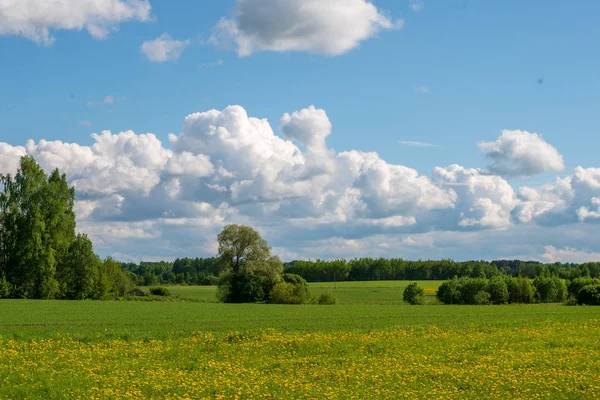 Leuchtend Grüne Wiese Sonnigen Tagen Grünen Mit Blumen Und Blauem — Stockfoto