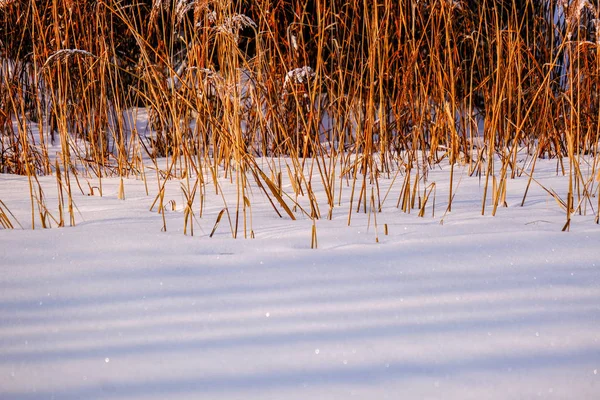Pola Lasy Pokryte Śniegiem Zimą Mrozem Pusty Krajobraz Krajobrazu — Zdjęcie stockowe