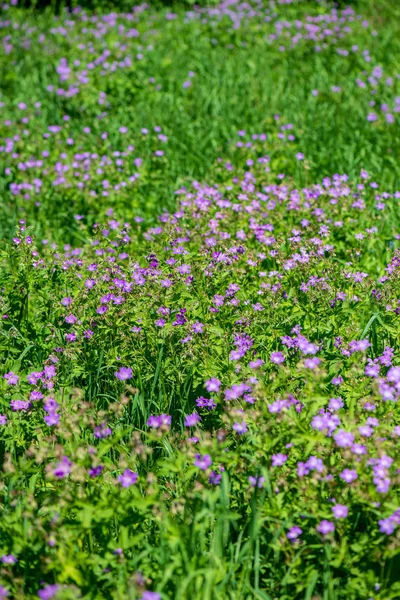 Leuchtend Grüne Wiese Sonnigen Tagen Grünen Mit Blumen Und Blauem — Stockfoto