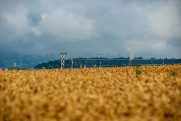 Endless Fields Corn Foggy Sky Rain Clouds Slovakia Summer — Stock Photo, Image