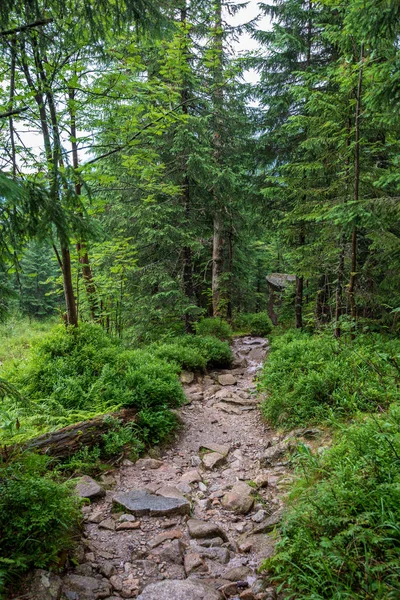 Turistické Stezky Slovensku Deštivého Letního Dne Skály Zelené Listy Stromy — Stock fotografie