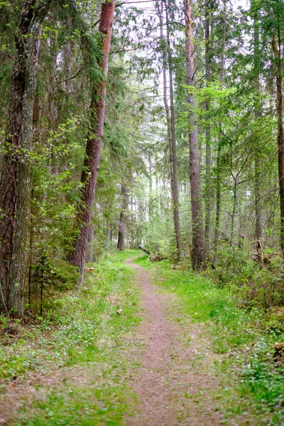 夏季绿色森林中小而狭窄的小路 绿草和小鹅卵石 — 图库照片