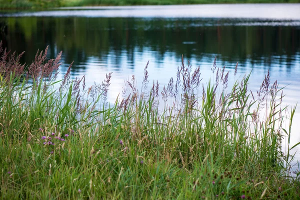 Заміське Озеро Влітку Квітковими Луками Березі Спокійною Водою — стокове фото