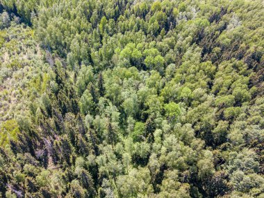 yeşil yaz da kırsal alanları ve ormanların havadan görünümü