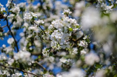 yaz aylarında kır bahçesinde elma ağacı açan. ayrıntıları kapatma