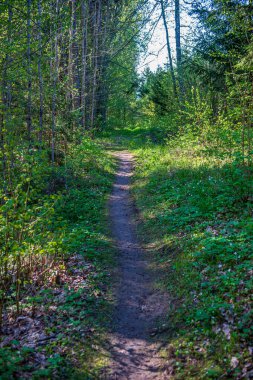 ağaç gövdeleri ile karışık ağaç ormanda ormanlık yeşil yosun bir