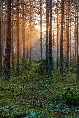 ağaç gövdeleri ile karışık ağaç ormanda ormanlık yeşil yosun bir