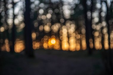 lens bulanıklık etkisi ile ağaçların arkasında gün batımı