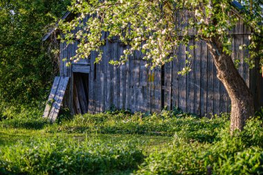 gün batımında kır bahçesinde açan elma ağacı