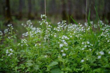 yaz aylarında yeşil çayır küçük beyaz çiçekler