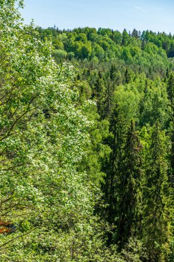 ağaç gövdeleri ile karışık ağaç ormanda ormanlık yeşil yosun bir