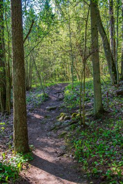 ağaç gövdeleri ile karışık ağaç ormanda ormanlık yeşil yosun bir
