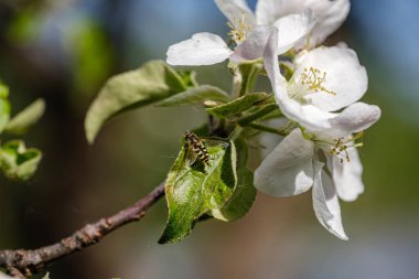 yaz aylarında kır bahçesinde elma ağacı açan. ayrıntıları kapatma