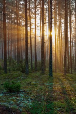 ağaç gövdeleri ile karışık ağaç ormanda ormanlık yeşil yosun bir