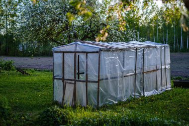 gün batımında kır bahçesinde açan elma ağacı