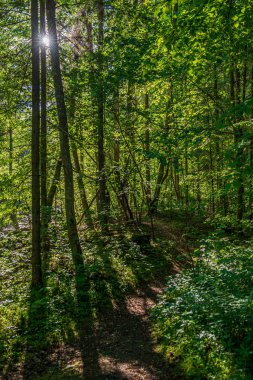 ağaç gövdeleri ile karışık ağaç ormanda ormanlık yeşil yosun bir