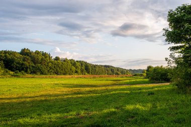 ağaç gövdeleri ile karışık ağaç ormanda ormanlık yeşil yosun bir