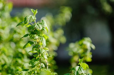 yaz aylarında kır bahçesinde elma ağacı açan