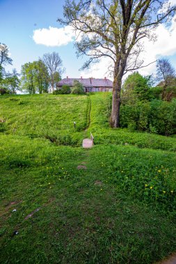 ağaç gövdeleri ile karışık ağaç ormanda ormanlık yeşil yosun bir