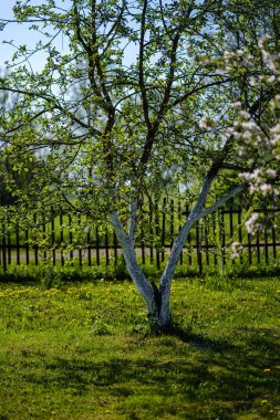 yaz aylarında kır bahçesinde elma ağacı açan