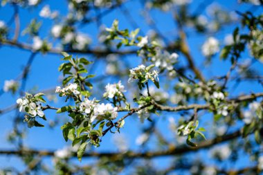 yaz aylarında kır bahçesinde elma ağacı açan. ayrıntıları kapatma