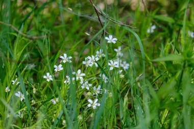 yaz aylarında yeşil çayır küçük beyaz çiçekler
