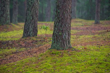 ağaç gövdeleri ile karışık ağaç ormanda ormanlık yeşil yosun bir